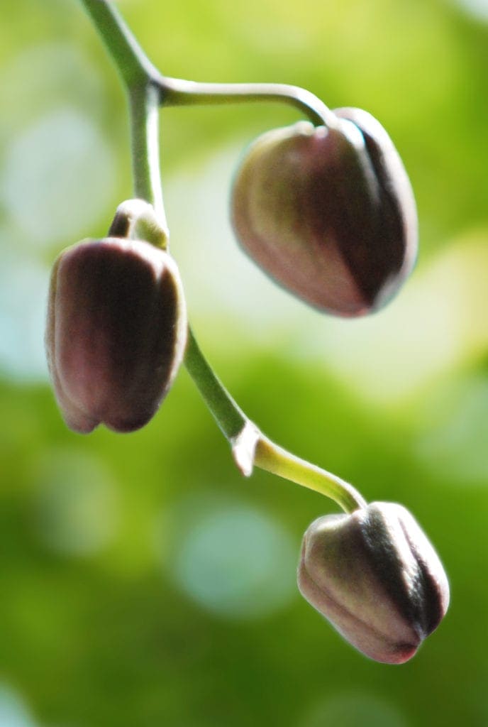 Framed pictures BlenderBoom