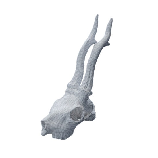Goat_skull_with_antlers_9_10_